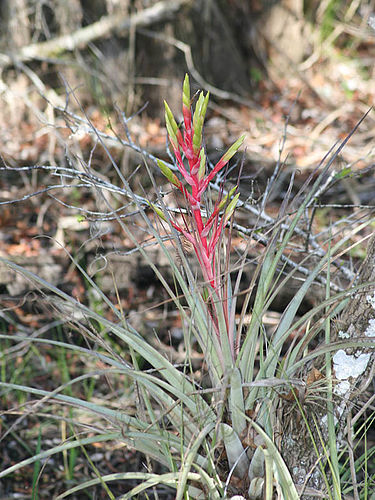 Tillandsia fasciculata